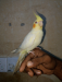 Cockatiel